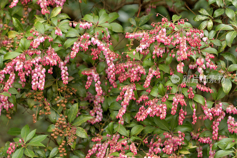 Pieris japonica /日本仙女座花